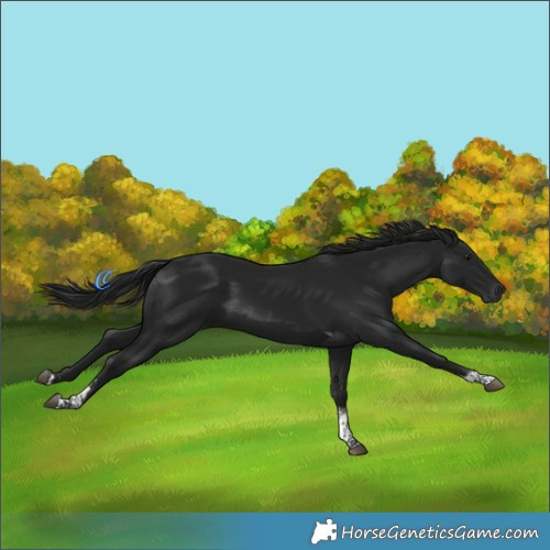 Horse Color:Gray Black Tobiano 