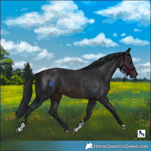 Horse Color:Brown Tobiano 