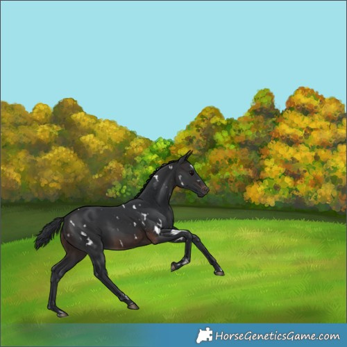 Horse Color:White Spotted Brown