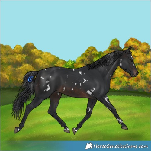 Horse Color:White Spotted Brown 