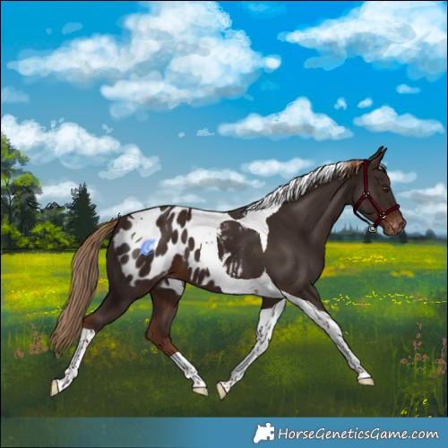 Horse Color:Liver Chestnut Tobiano Blanket 