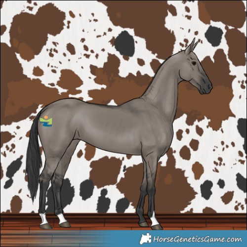 Horse Color:Grullo
