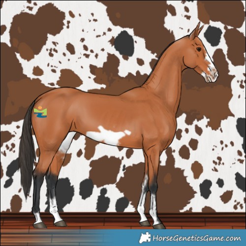 Horse Color:Bay Sabino Frame 