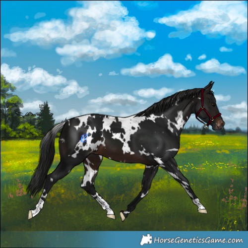 Horse Color:Gray White Spotted Brown Varnish
