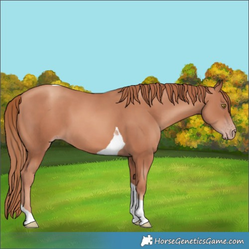 Horse Color:Gold Champagne Tobiano