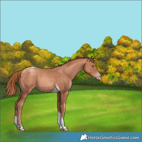 Horse Color:Gold Champagne Tobiano