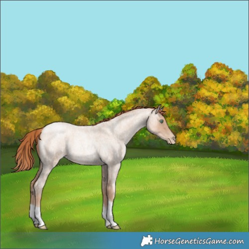 Horse Color:Sable Champagne Roan Pearl Tobiano Rabicano