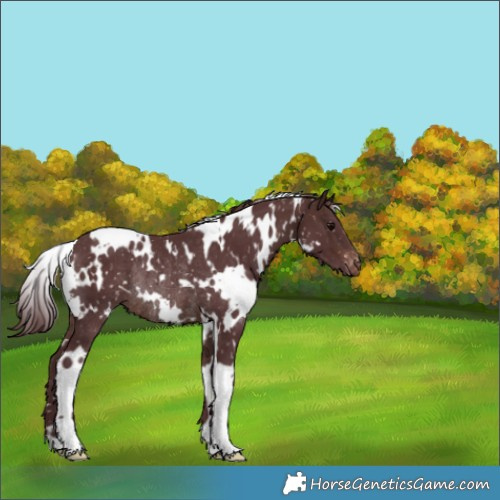 Horse Color:White Spotted Chocolate Brown Appaloosa Rabicano