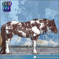 Horse Color:White Spotted Chocolate Brown Snowflake Varnish Rabicano 
