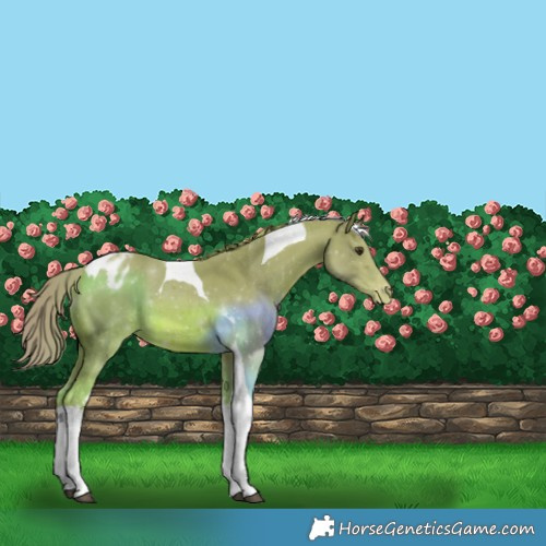 Horse Color:Watercolor Chestnut Tobiano Appaloosa 