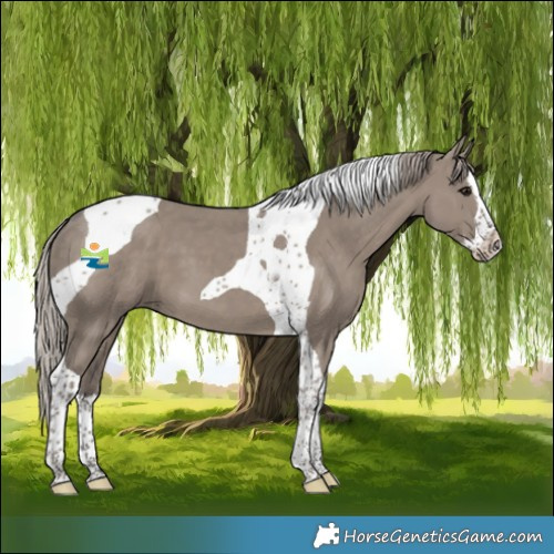 Horse Color:Silver Grullo Splash Tobiano