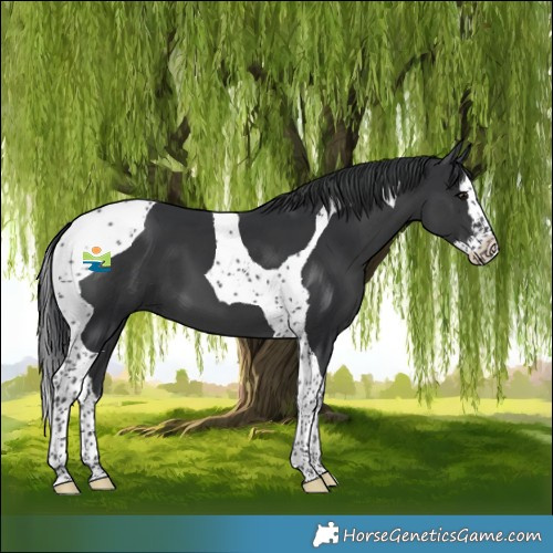 Horse Color:Black Splash Tobiano