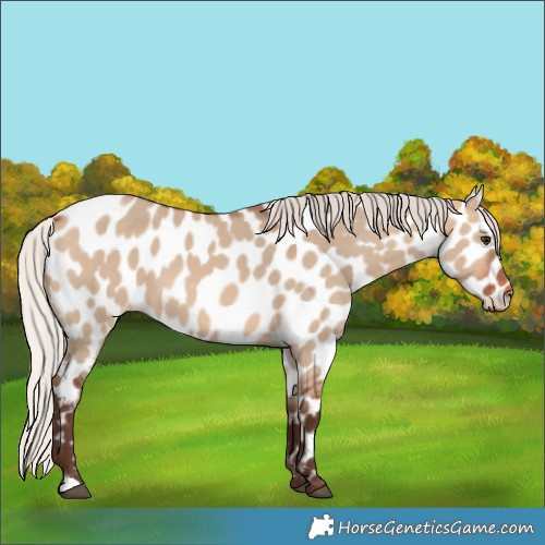 Horse Color:Silver Brown Dun Near Leopard