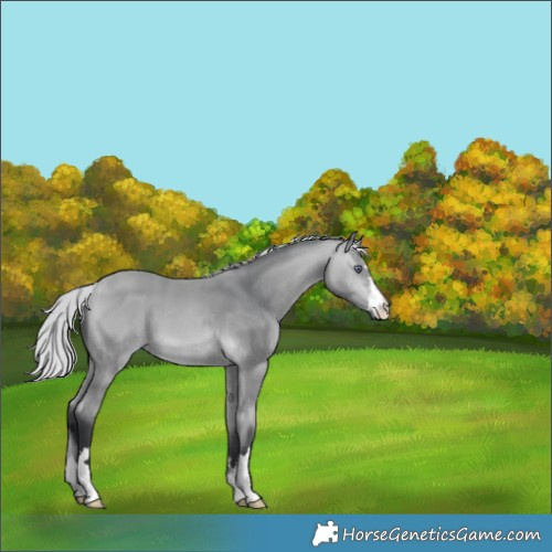 Horse Color:Silver Bay Chinchilla
