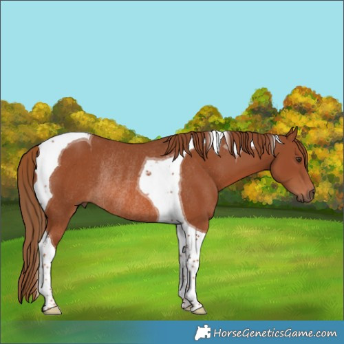 Horse Color:Chestnut Tobiano Rabicano 