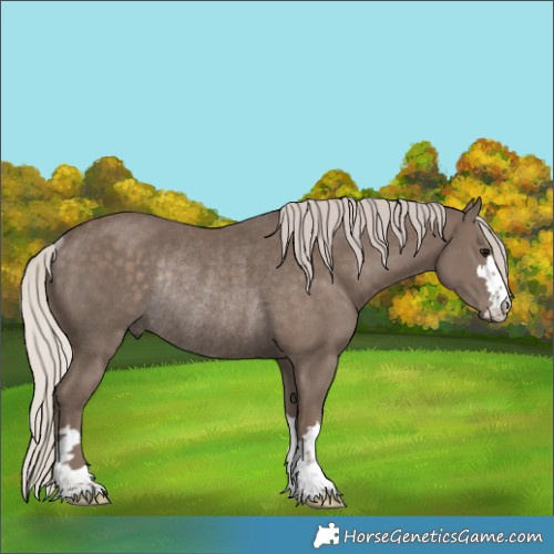Horse Color:Silver Black Rabicano 