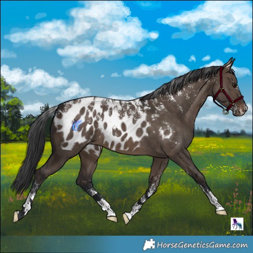 Horse Color:Powder White Brown Dun Near Leopard