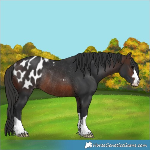 Horse Color:Brown Blanket Rabicano 