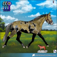 Horse Color:White Spotted Bay Dun Splash Rabicano