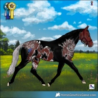 Horse Color:White Spotted Silver Brown Tobiano 