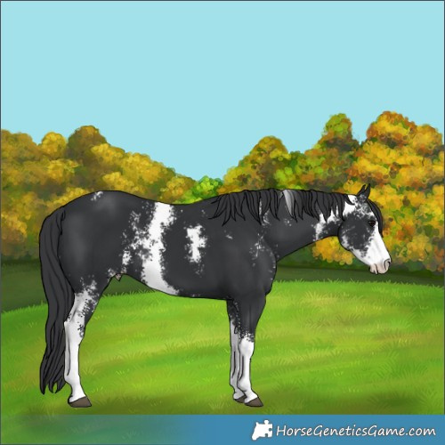 Horse Color:Black Sabino 