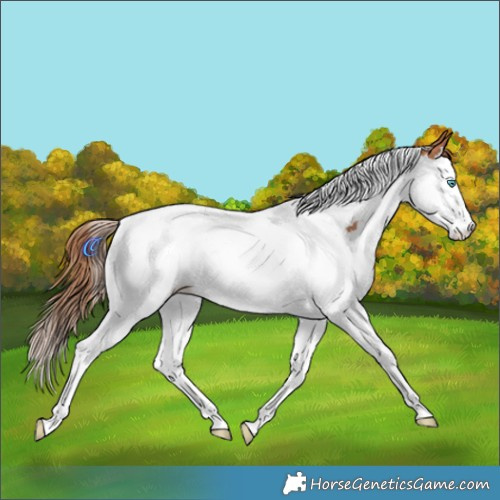 Horse Color:Gold Champagne Splash Tobiano