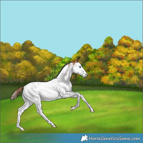 Horse Color:Gold Champagne Splash Tobiano 