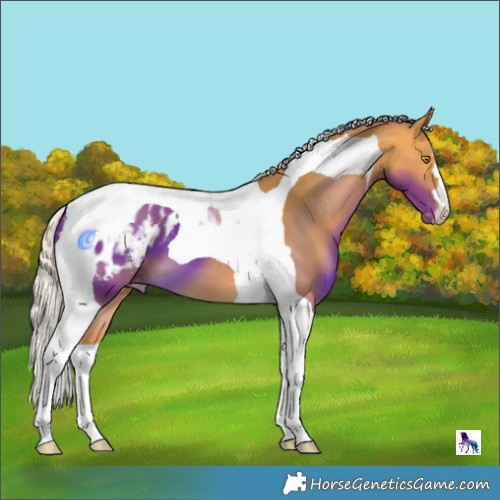 Horse Color:Silver Buckskin Tobiano Blanket