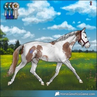 Horse Color:Chestnut Sabino Splash Tobiano
