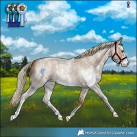Horse Color:Chocolate Palomino Roan Dun Sabino 