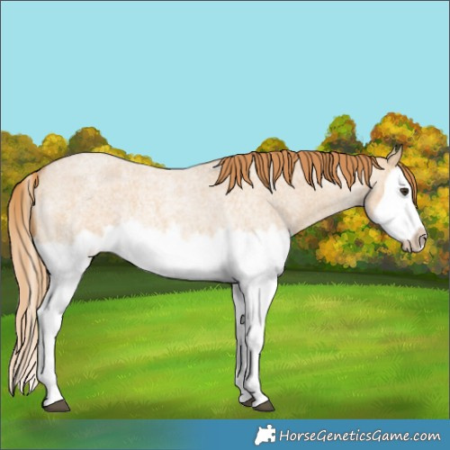 Horse Color:Red Dun Roan Splash Frame Rabicano 