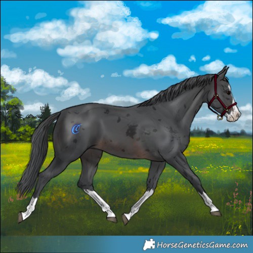 Horse Color:Brown Merle Splash