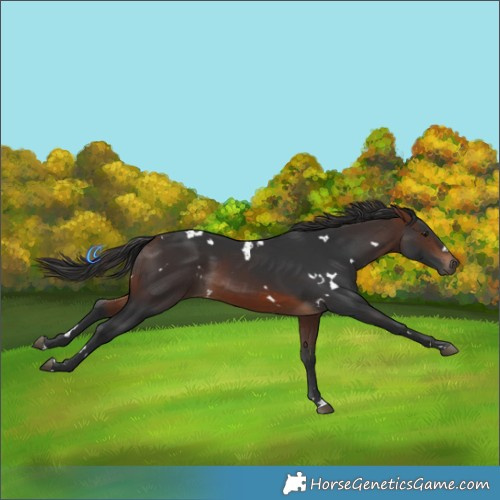 Horse Color:White Spotted Brown Rabicano 