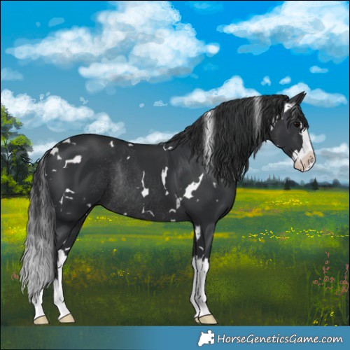 Horse Color:White Spotted Black Splash Rabicano 