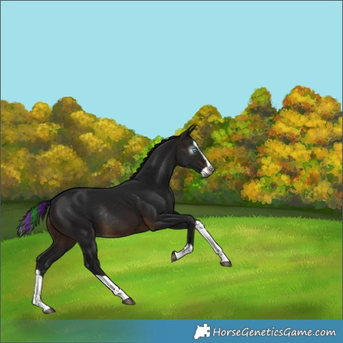 Horse Color:Gray Painted Brown Splash Rabicano