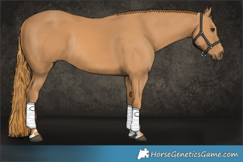 Horse Color:Chestnut Rabicano