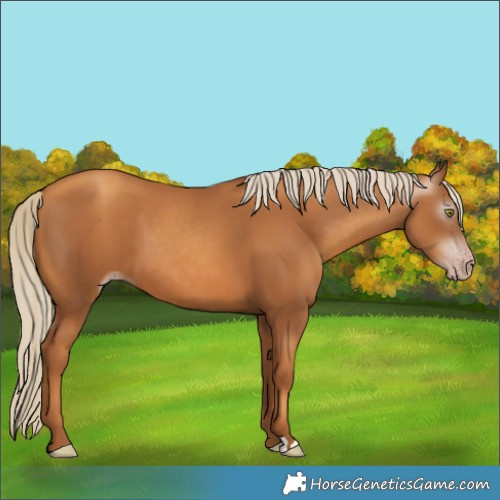 Horse Color:Gray Gold Champagne 