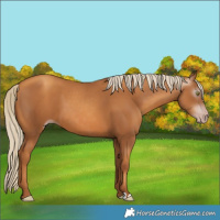 Horse Color:Gray Gold Champagne