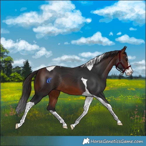 Horse Color:Brown Splash Tobiano Rabicano 