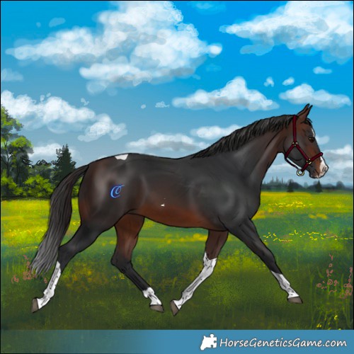 Horse Color:Brown Splash Tobiano Rabicano 