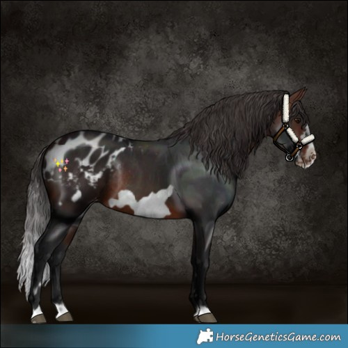 Horse Color:Brown Frame Blanket Rabicano