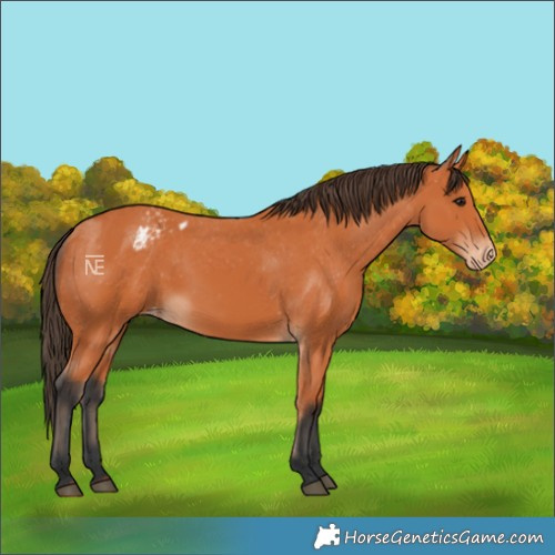 Horse Color:Bay Varnish