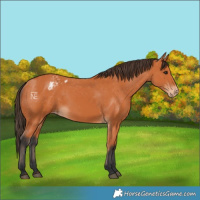 Horse Color:Bay Varnish