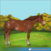 Horse Color:Chestnut Rabicano 