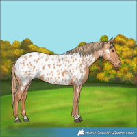 Horse Color:Chestnut Near Leopard 