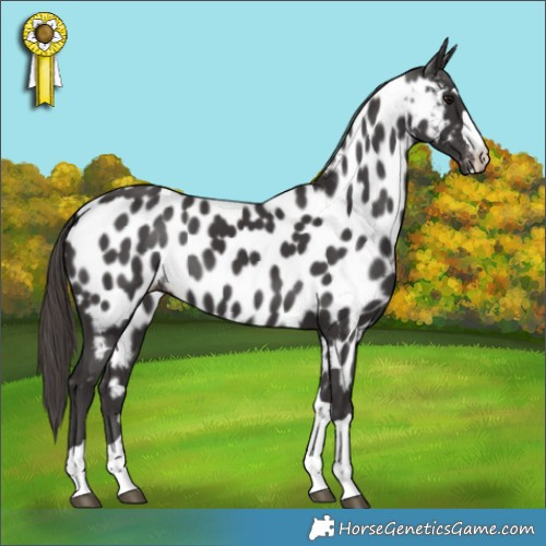 Horse Color:Smoky Black Near Leopard 