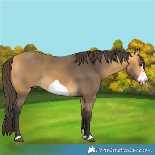 Horse Color:Buckskin Frame 