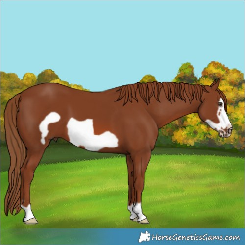 Horse Color:Chestnut Frame