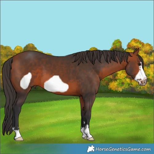 Horse Color:Bay Frame