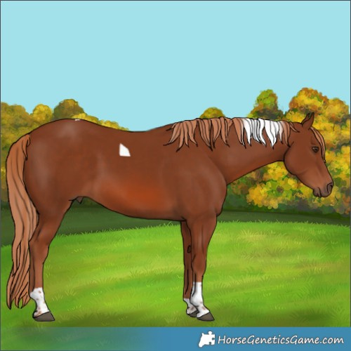 Horse Color:Chestnut Tobiano 
